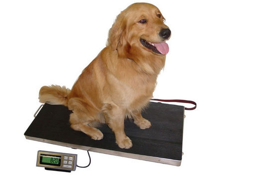 Acero inoxidable 304 balanzas del perro bajo del disco 150kg